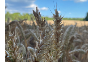 Style Guide: German Wheat Beer